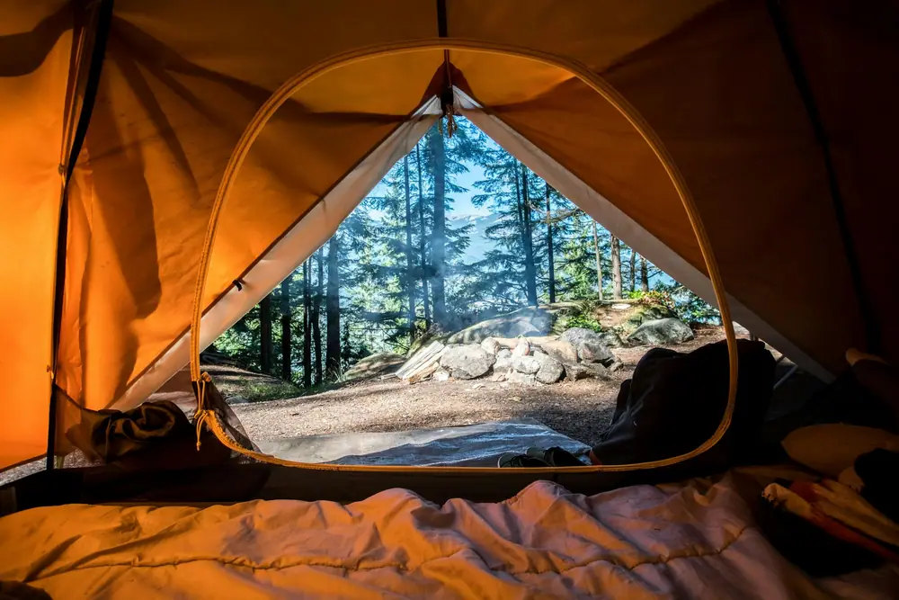 View out of an open tent door onto a quiet pine forest in soft daylight